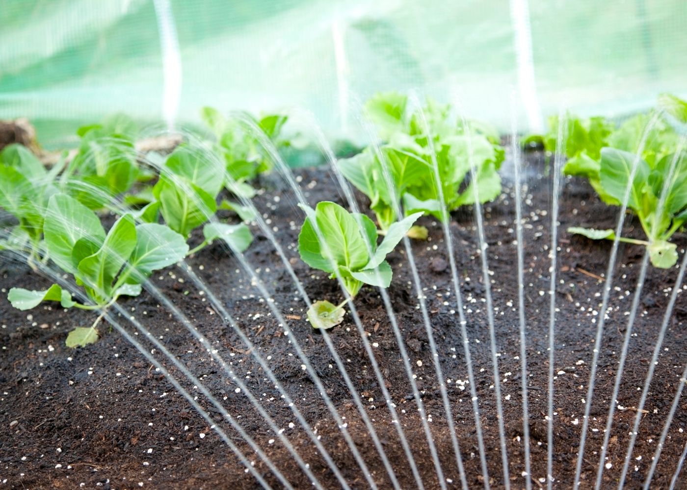 Tunnel de forcage : une solution efficace pour cultiver vos plantes toute l'année